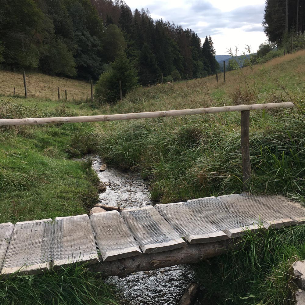 Waldspaziergang mit Brigitte Baldrian